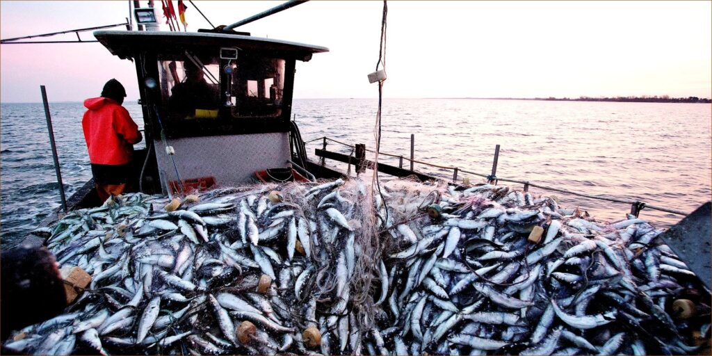 1,42 million de tonnes récoltées en 2024
